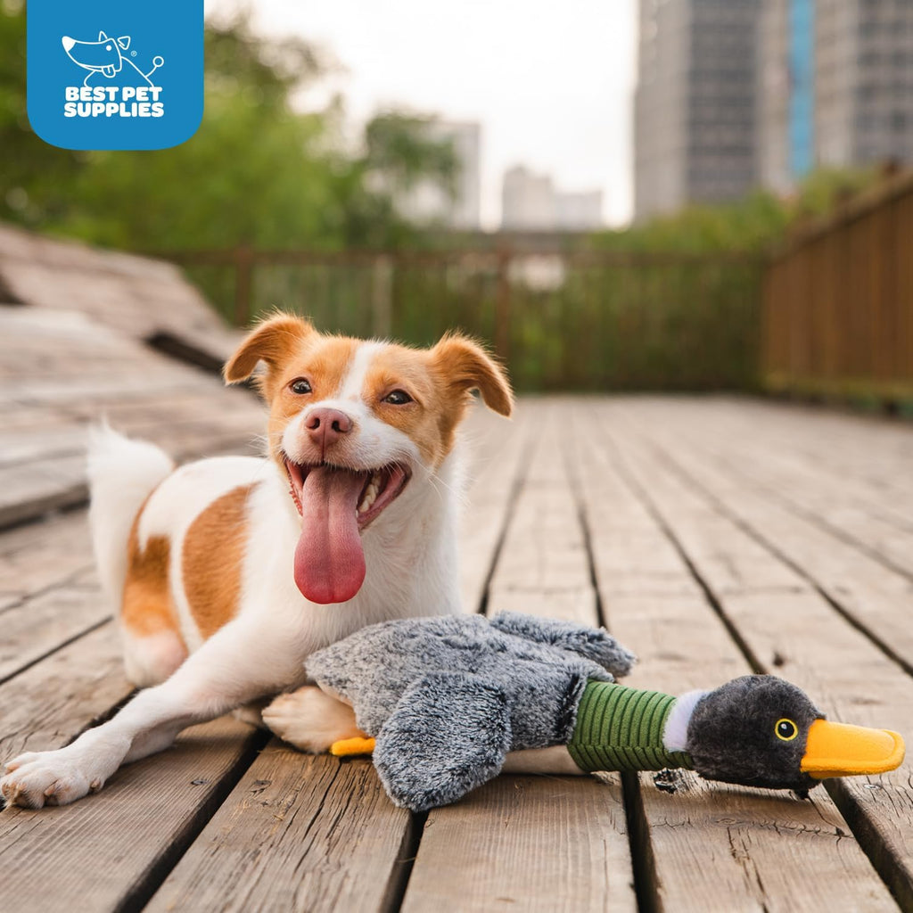 Best Pet Supplies Interactive Squeaky Dog Chew Toy, Ideal Dog Toys for Chewers, Small, Medium & Large Dogs, and Fetch Lovers - Mallard Duck Wing (Gray), Small